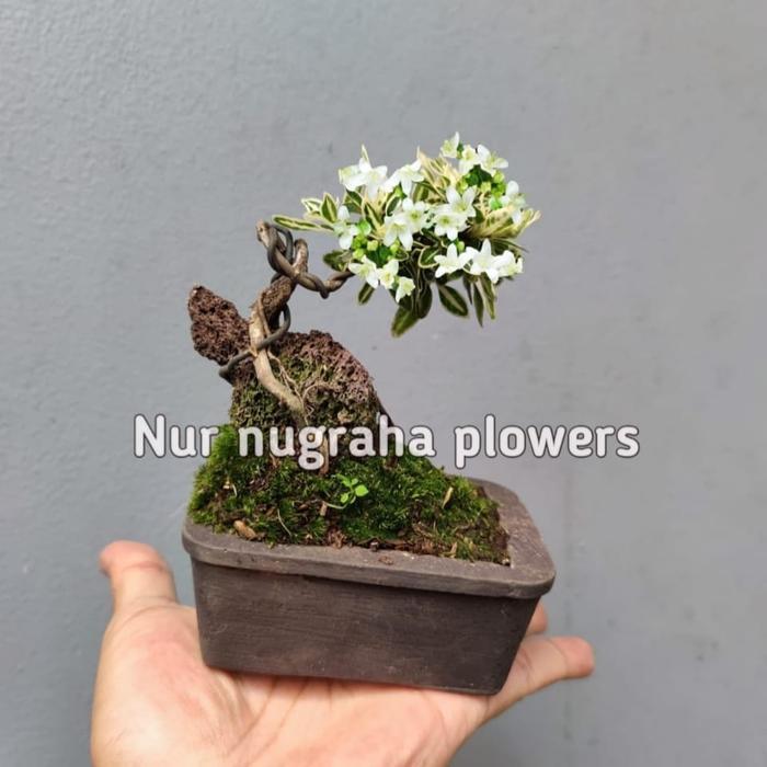 Bonsai Mini Shito Melati Jepang Otr Pot Random