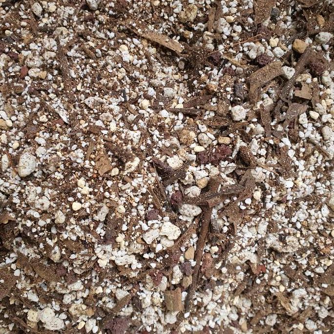 substrate kaktus gymnocalycium premium untuk kaktus gymnocalycium