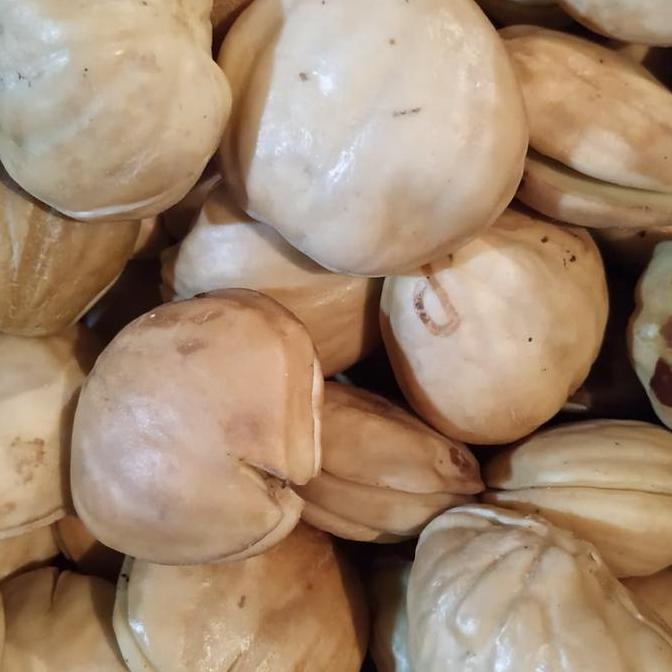 JENGKOL JEPARA SUPER JENGKOL JEPARA SUPER 1.0kg 100% TOP SIP DECH