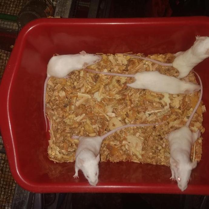 mencit brending/ paket indukan