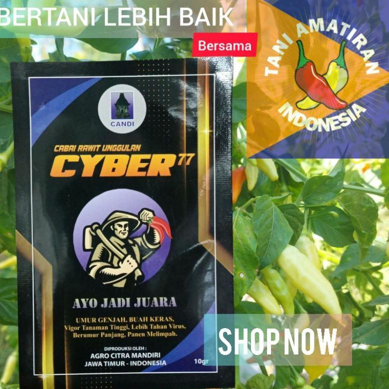 Benih Cabe Cyber 77 Tahan Virus Gemini Lebat
