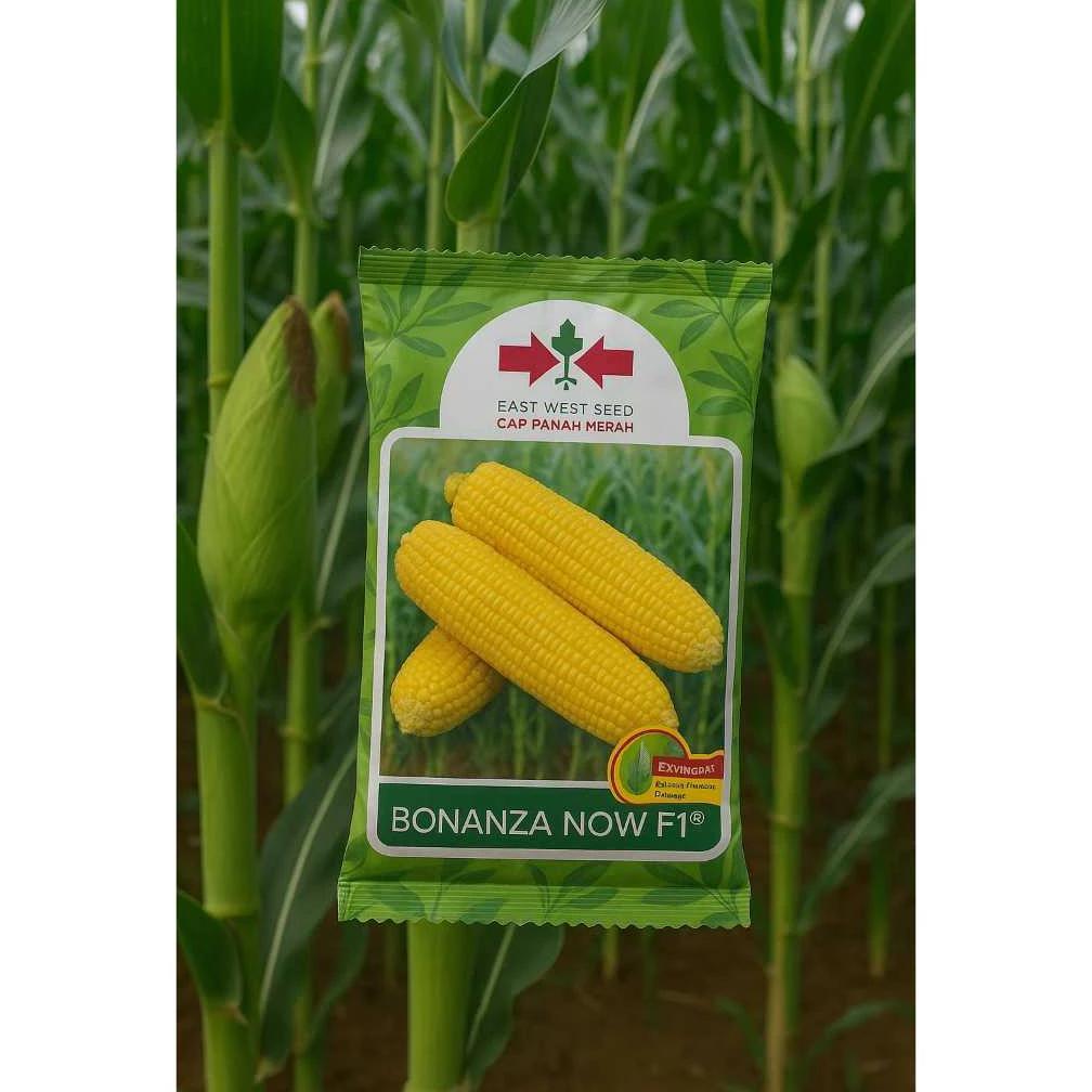 Bisa Cod Original >> Benih Jagung Manis Bonanza F1 1800 Biji Exp 2026 ...