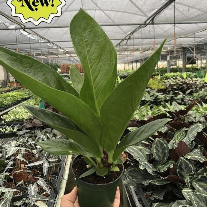 TERBARU tanaman hias anthurium jemani cobra besar