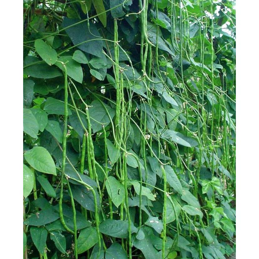 Paket Hemat Benih/Bibit Eceran (Sayuran dan Buah)