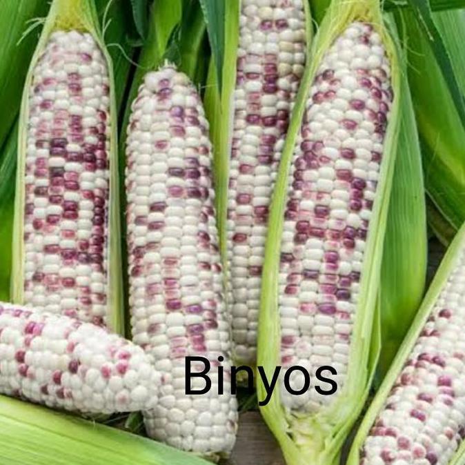 Veganxi- Jagung Ketan Putih Ungu Food Rice Kecombrang