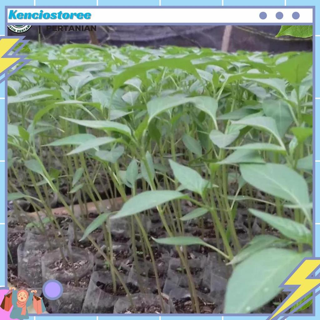 POLYBAG SEMAI CABE / POLYBAG SEMAI BENIH / POLIBAG / POLYBAG PEMBIBITAN - 6X8 CM ISI 1000 LEMBAR COD