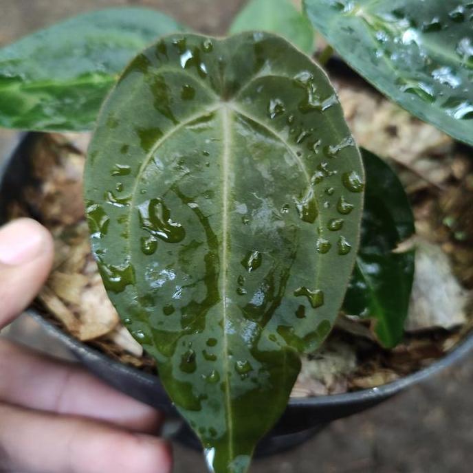 Anthurium forgetii hybrid