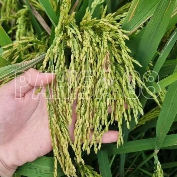 Bisa Cod Benih Padi Hibrida Pahisa 08 - 1Kg >>