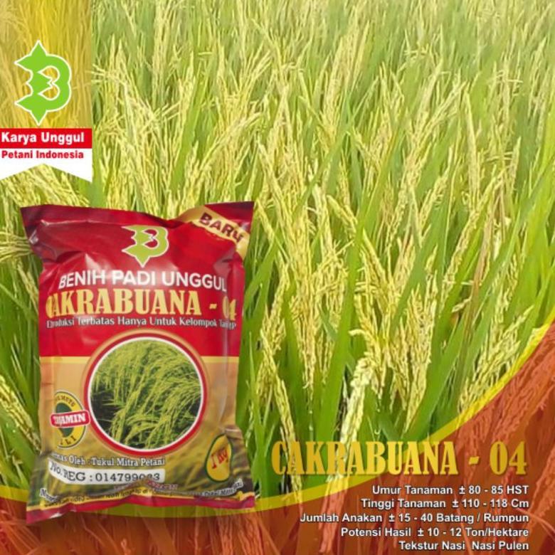 Bisa Cod Padi Cakrabuana 04 / Padi Unggul Cakrabuana 04 >>