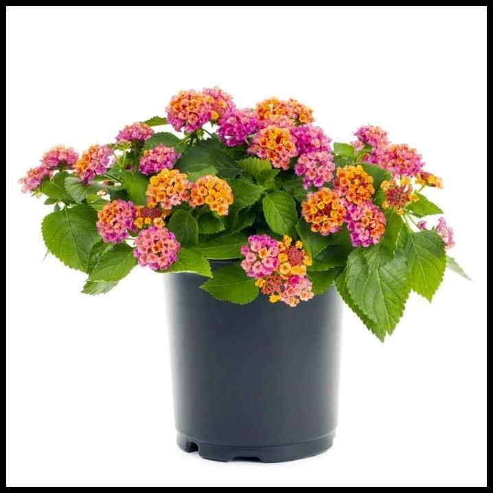 BEST DEAL BONSAI BONSAE LANTANA CAMARA TEMBELEKAN ORANGE PINK TANAMAN HIAS 002 