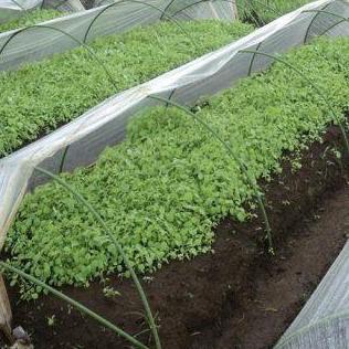 best seller] Tunnel Pipe (Sungkup) 11mm x 210cm Type 7S Takiron