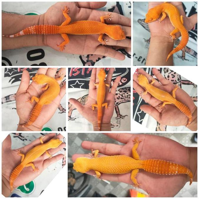 Leopard Gecko Sunglow Warna Ciamik, Acak sesuai umur