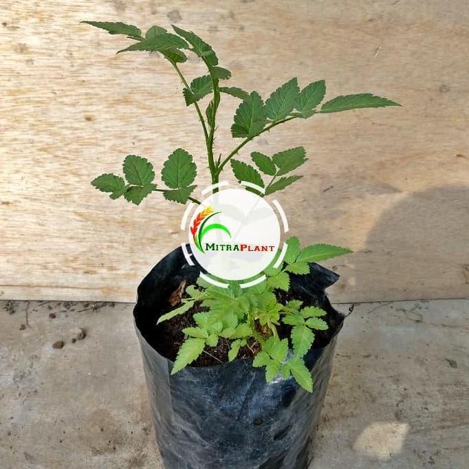 Bibit Tanaman Raspberry - Pohon Buah Raspberry - Buah Arbei