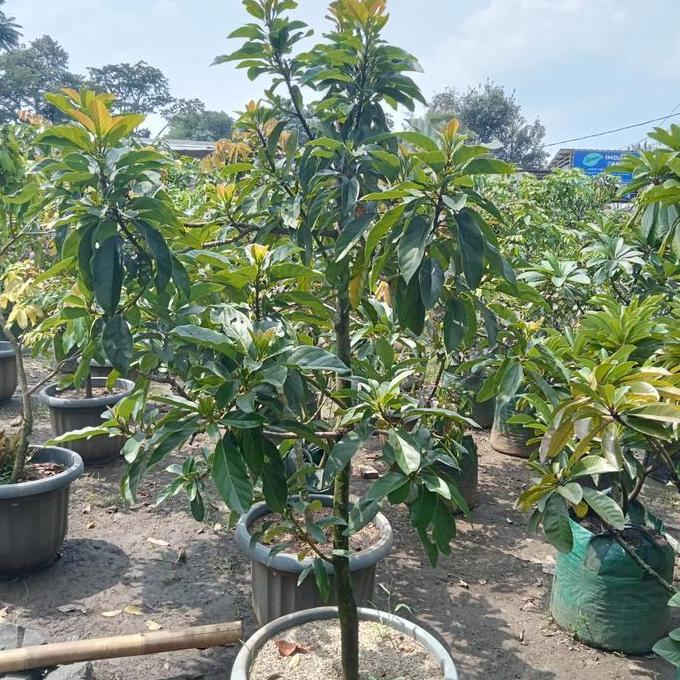 Bibit Pohon Alpukat apokat Mentega siap buah