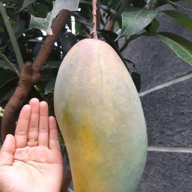 Bibit Mangga Kiojay Super Jumbo Siap Berbuah / Bibit Buah Buahan