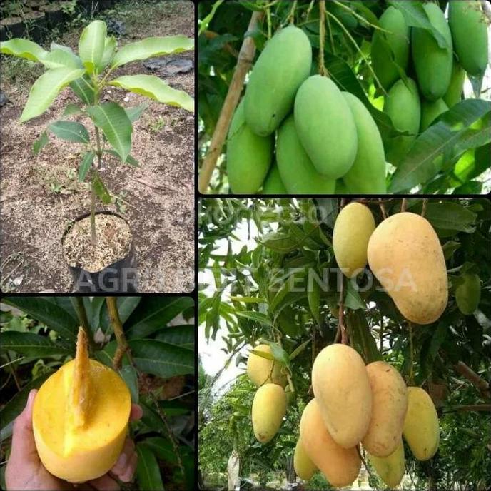 bibit tanaman buah mangga chokanan pohon okulasi siap berbuah