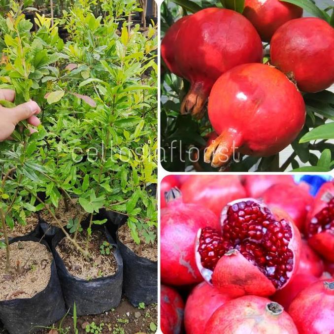 Bibit Tanaman Buah Delima Arab Thaif / Thoib Biji Lunak