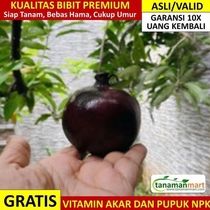 Bibit Delima Hitam Asli Bergaransi, Pohon Buah Cangkok