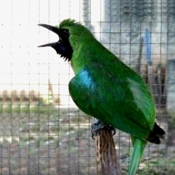 Unique - First Aid 240 Ml Kicau Larutan Obat Burung Setara Marvel Aid