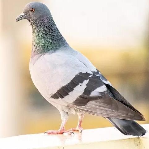 Vetafarm Tablet Blud Isi 100 - Merpati Pigeon