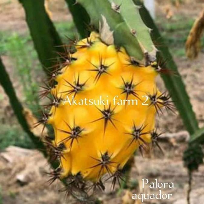 bibit buah naga jenis palora equador, versi stek utuh