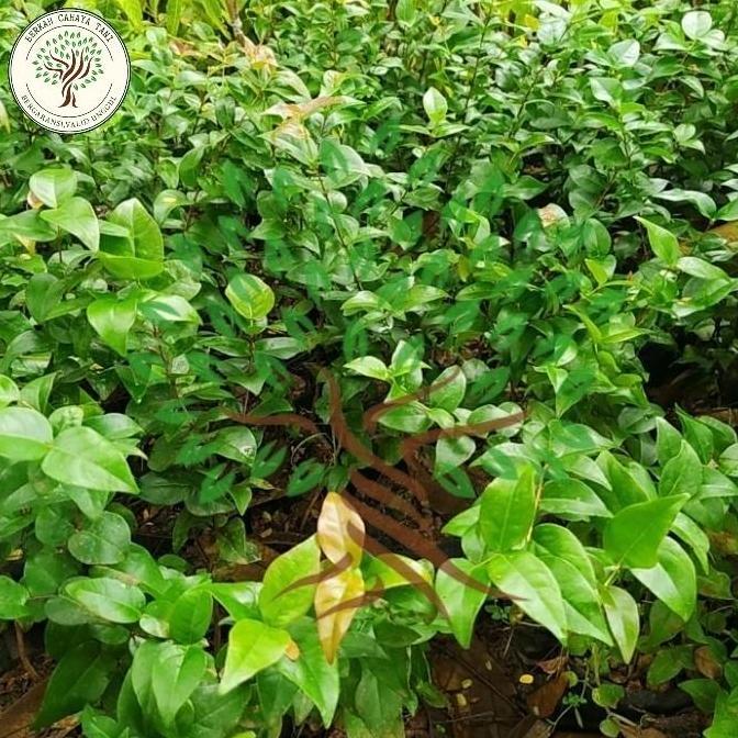 BIBIT TANAMAN BUAH GANDARIA-BIBIT POHON GANDARIA-BIBIT POHON HERBAL