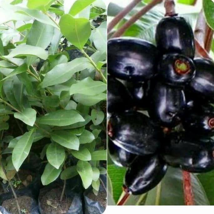 bibit buah juwet/ bibit tanaman jamblang/ bibit jamblang.