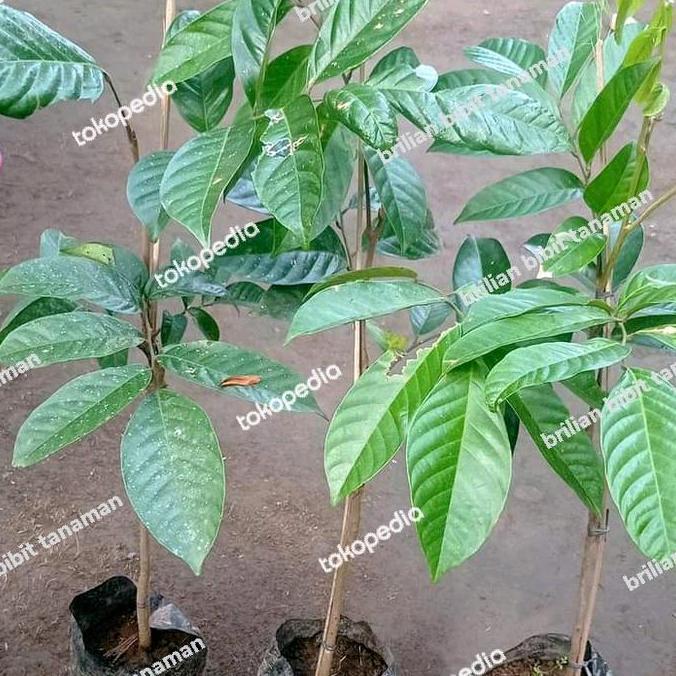bibit tanaman buah duku palembang duku tanpa biji super genjah