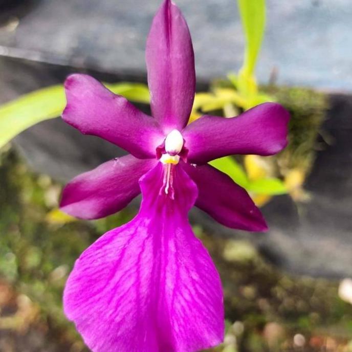 [ DEWASA ] Miltonia spectabilis Anggrek Bersejarah dengan Keanggunan dan Aroma yang Kuat