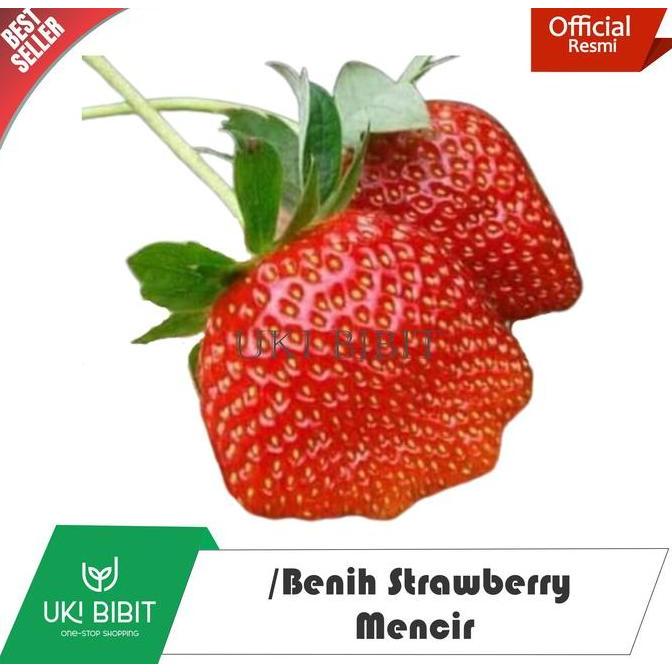 Ground- ( 600 Butir ) Benih Strawberry Mencir | Dataran Rendah