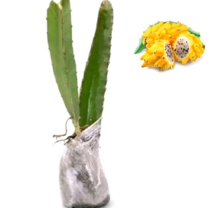Benih Bibit Tanaman Buah Naga Kuning Berkualitas