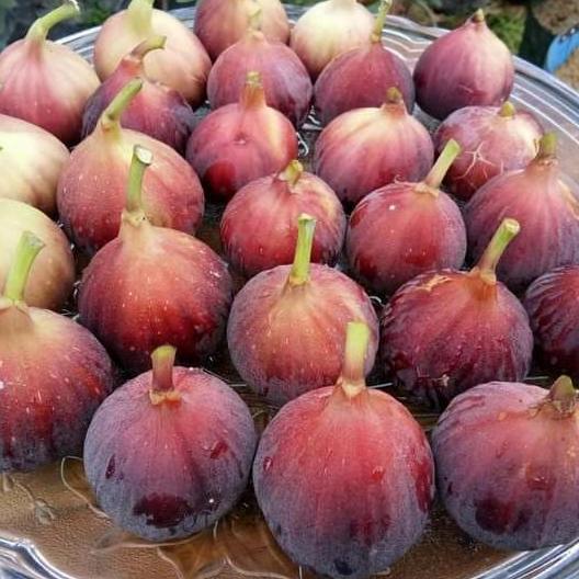Tanaman buah Ara buah surga Bibit pohon buah tin merah jumbo