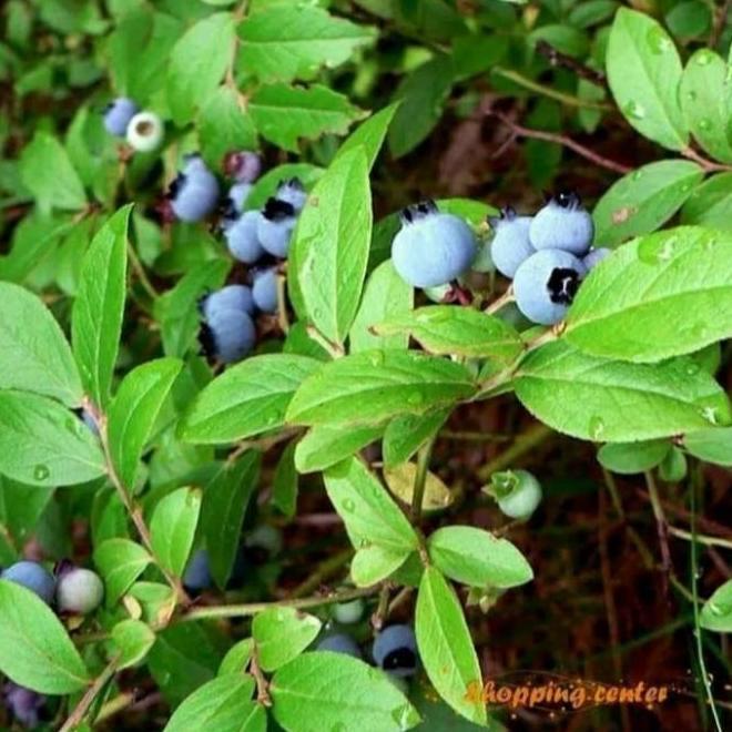 Terjangk Bibit Tanaman Buah Blueberry Import Hasil Cangkok | Buah