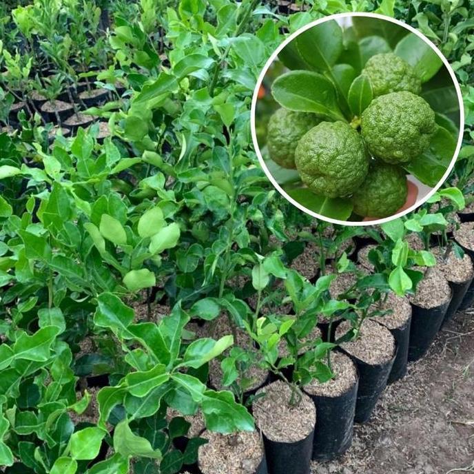 Bibit Tanaman Buah Jeruk Purut Sudah Berbuah