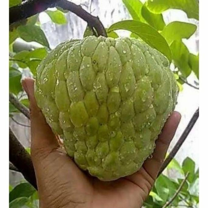 FREESS bibit buah srikaya /bibit tanaman srikaya.