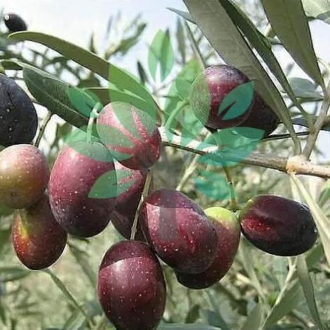 Bibit Tanaman Buah Zaitun-Bibit Pohon Buah Zaitun Ka-Zaitun Asli