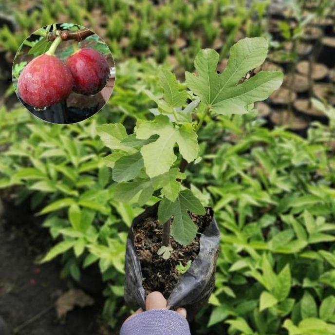 Bibit Tanaman Buah Tin Ara Buah Merah Red Palestine pohon