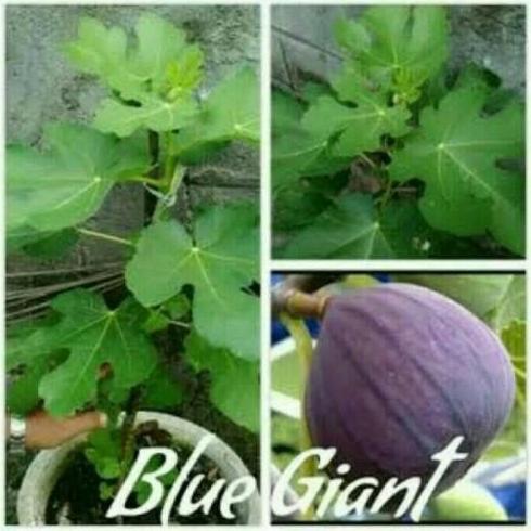 Bibit Tanaman Buah Tin Blue Giant Super Cepat Berbuah - Buah Tin Super