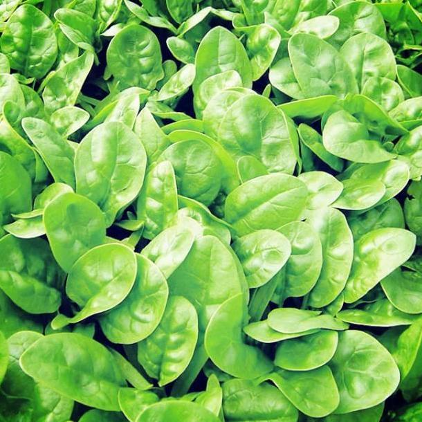 Allthebest- Bibit Unggul Bayam Spinach F1 | Benih Bayam Brazil
