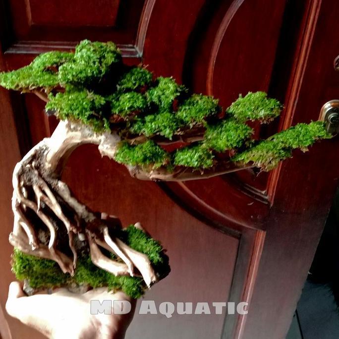 Bonsai Aquascape Miring Promo Gratis Moss Weeping