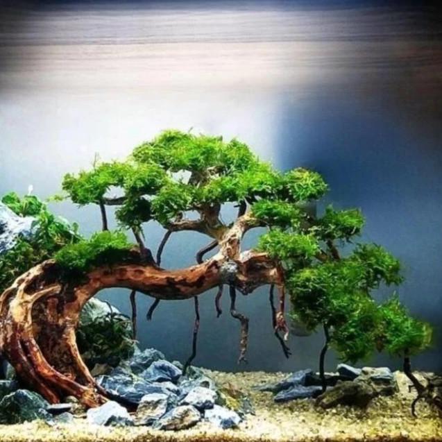 BAZAAR POHON BONSAI BESAR FOR AQUASCAPE AQUARIUM