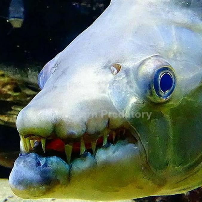 Hiasan Aquarium Goliath Tiger Fish