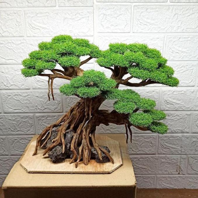 BONSAI AQUARIUM AQUASCAPE BRINGIN AQUARIUM AQUASCAPE ELEGAN AQUARIUM AQUASCAPE air terjun