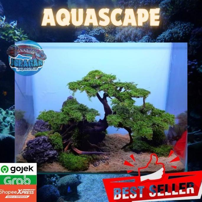 Aquarium Aquascape Full Set 40x30x30 Tema Tebing Bonsai - Aquarium Aqua Scape Bonsai - Aquarium Aqua