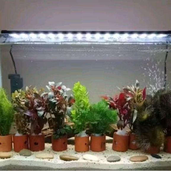 paket 10 pot 10 jenis tanaman aquascape