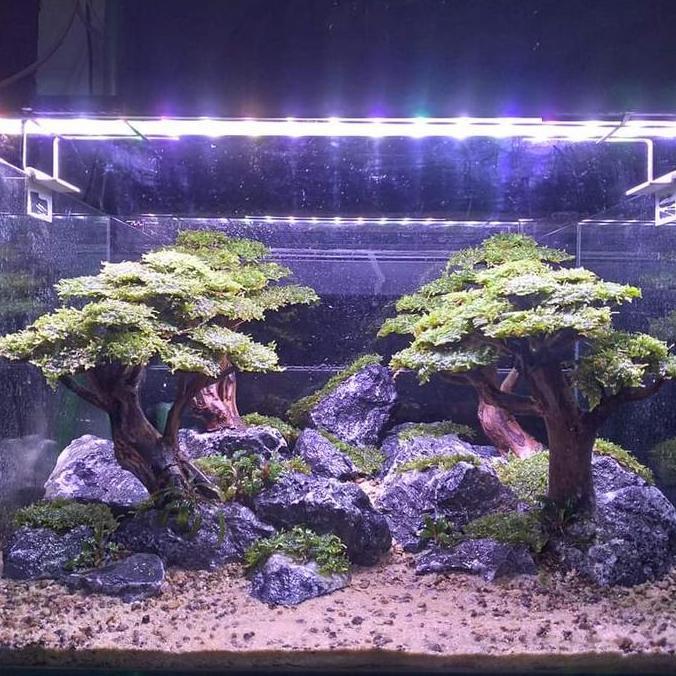 bonsai Aquascape , Akar Senggani / akar rasamala Hiasan Aquarium