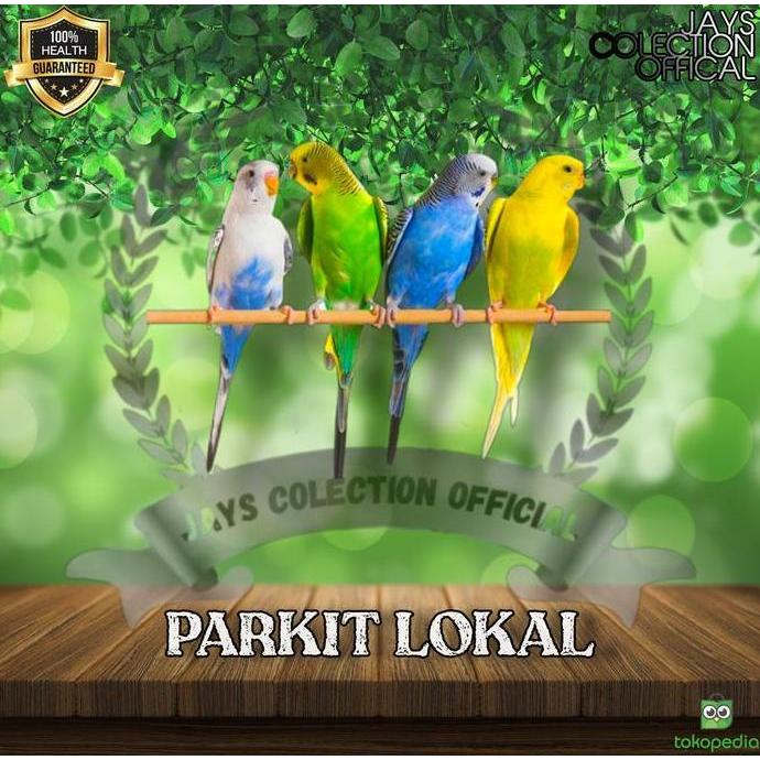 Burung Parkit Lokal