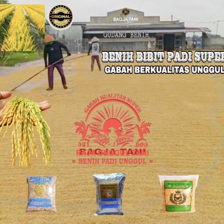 Bisa Cod Benih Bibit Padi Unggul 1Kg Super Genjah Hibrida Sterling Gabah Berkualitas >>