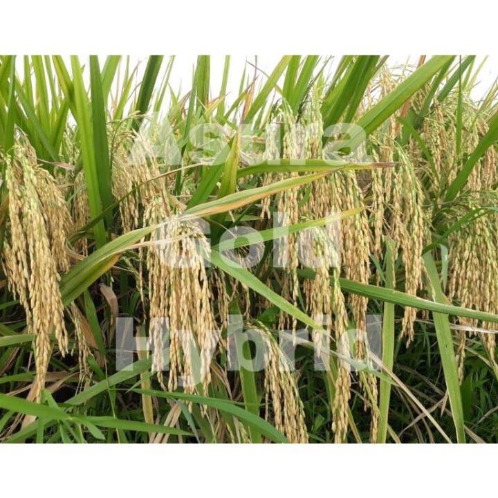 Bisa Cod Benih Padi Asura Gold Hybrida F1 Asli Label Biru | Saingan Mapan 05 | Asli Cv Diamond Raya 