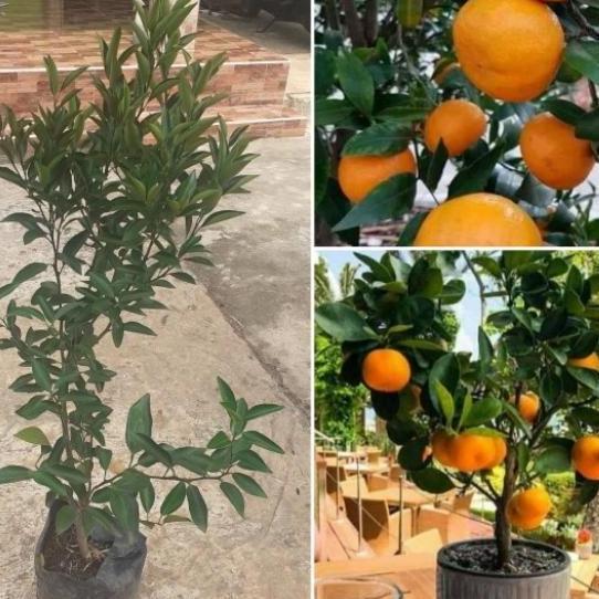 PROMO pohon jeruk santang madu bibit pohon jeruk santang madu